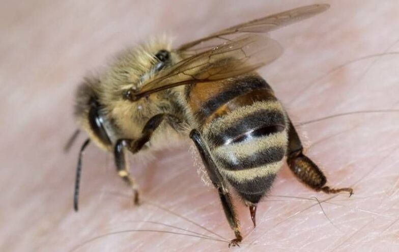 ფუტკრის პროდუქტები პენისის გასადიდებლად
